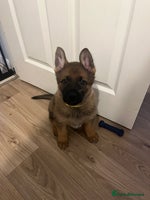 German Shepherd dogs - Advert 4