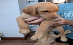 Labrador Retriever dogs for sale: Red and yellow Labrador puppies for sale. - Image 10