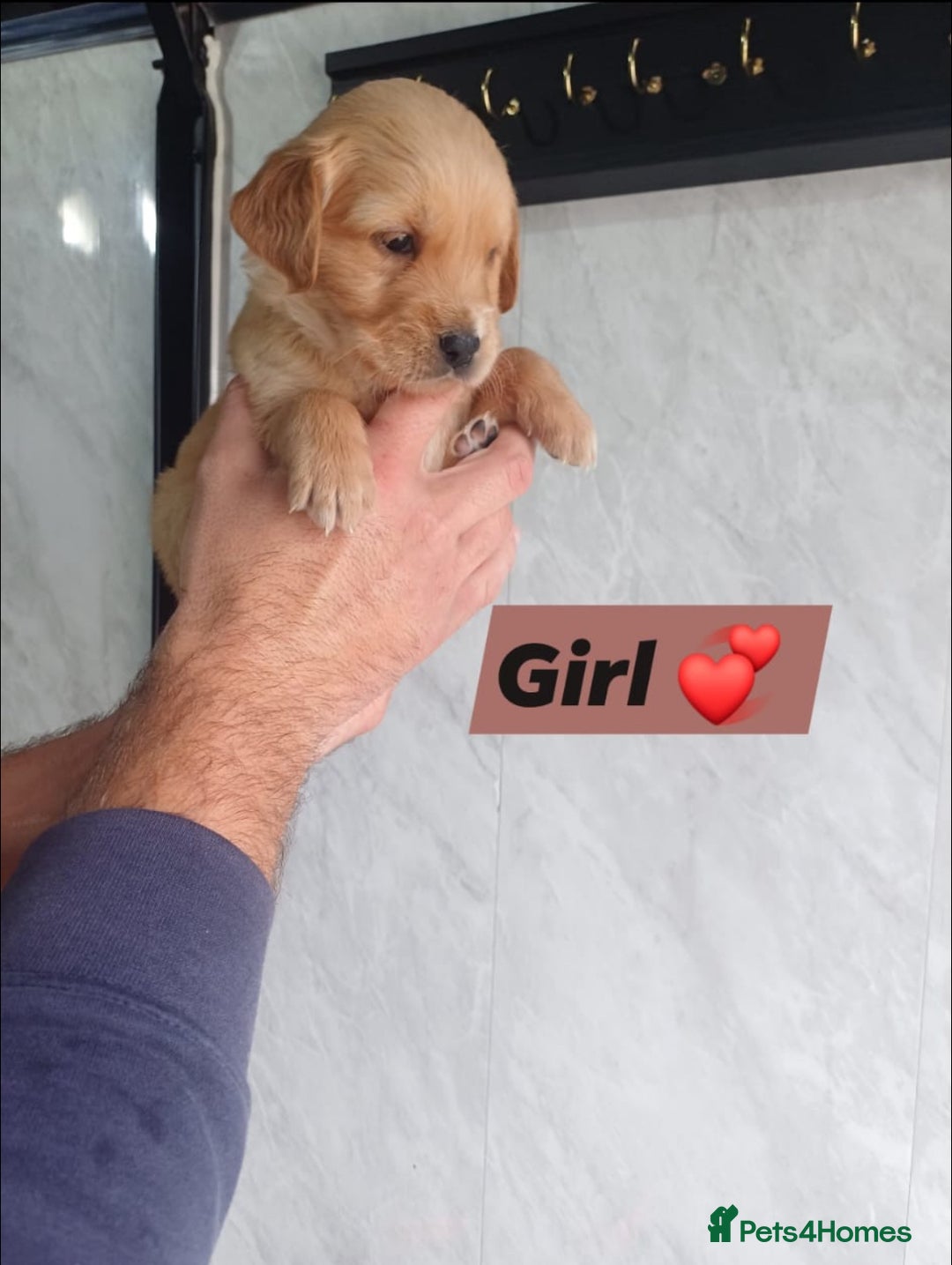 Labrador Retriever dogs for sale: READY TO LEAVE NOW KC registered golden retrievers - Advert 13