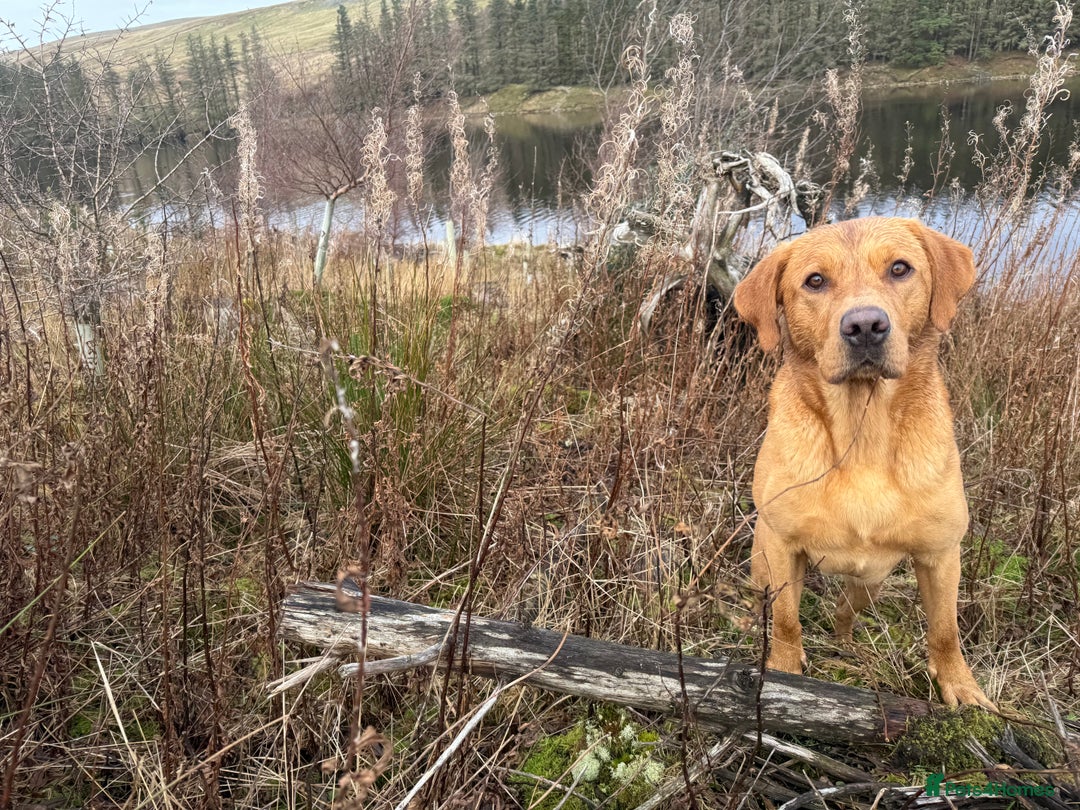 Labrador Retriever dogs for stud: KC reg fully health tested, gorgeous Lab for stud. - Advert 9
