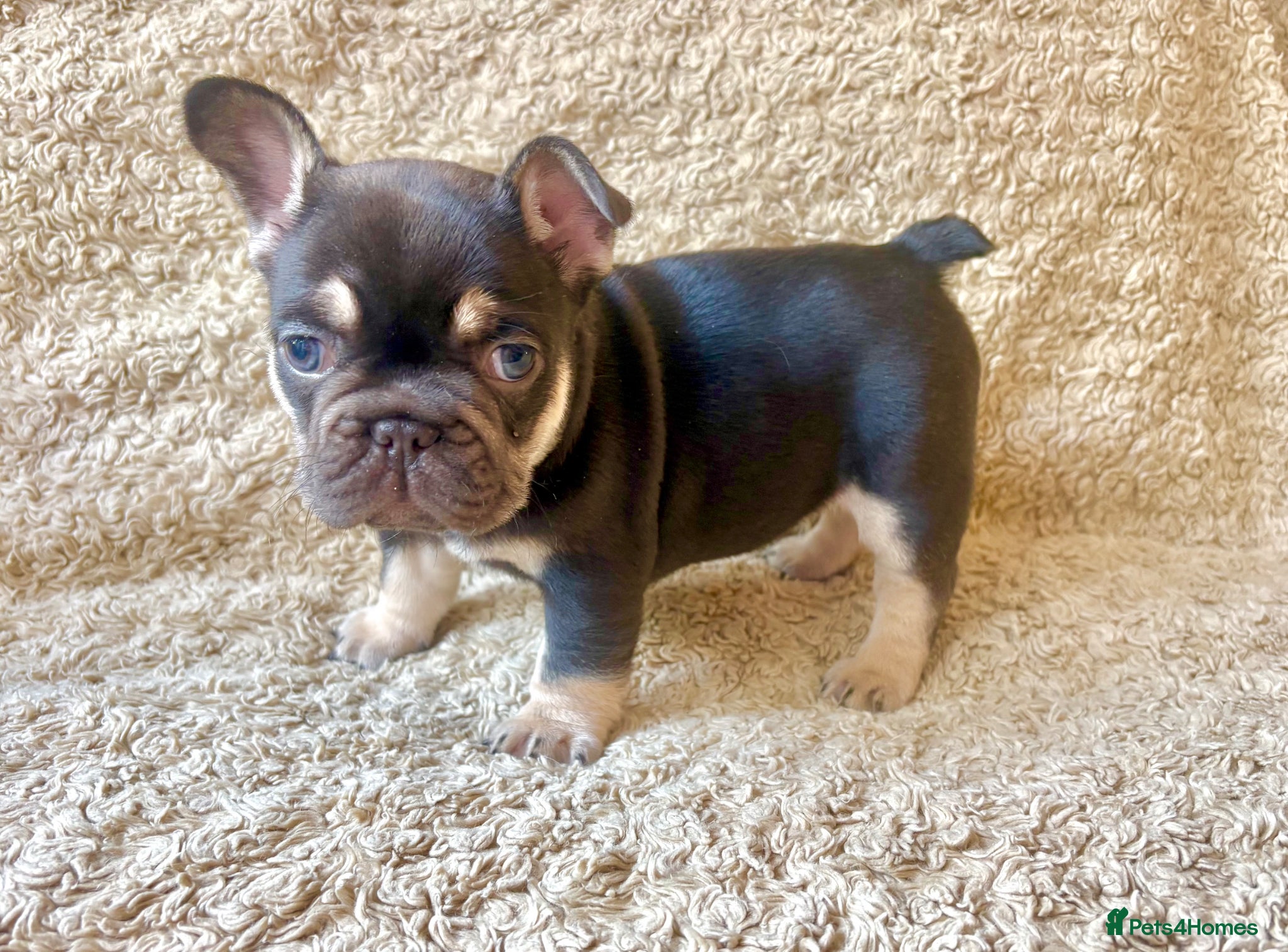 French Bulldog dogs for sale: French Bulldog Babies Ready Soon - Advert 17