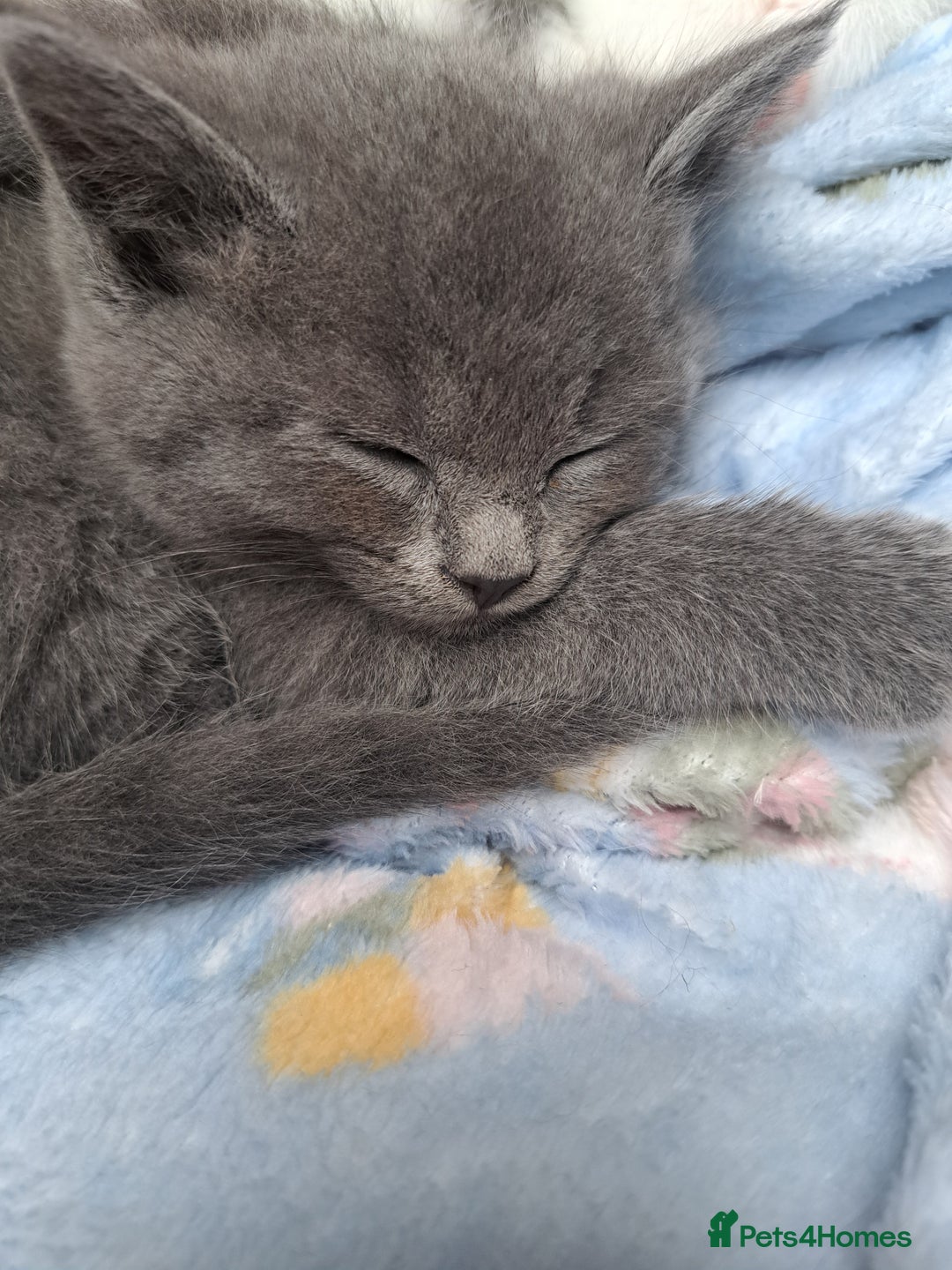 Mixed Breed cats for sale: Beautiful kittens - Advert 3