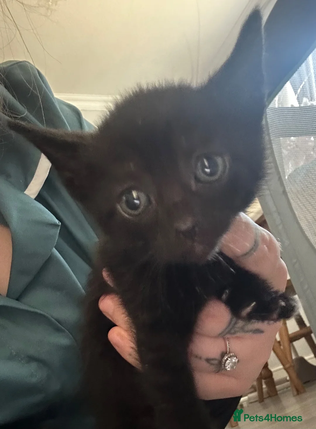 Mixed Breed cats for sale: 6 Beautiful Kittens in Faversham - Advert 7
