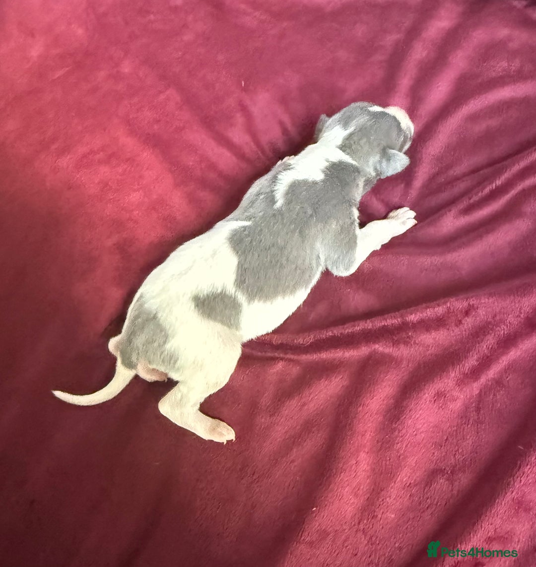 Whippet dogs for sale: 3 Stunning Whippet Boy's available  - Advert 24