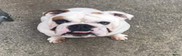English Bulldog dogs for sale: 4 year old male english bulldog  - Advert 1