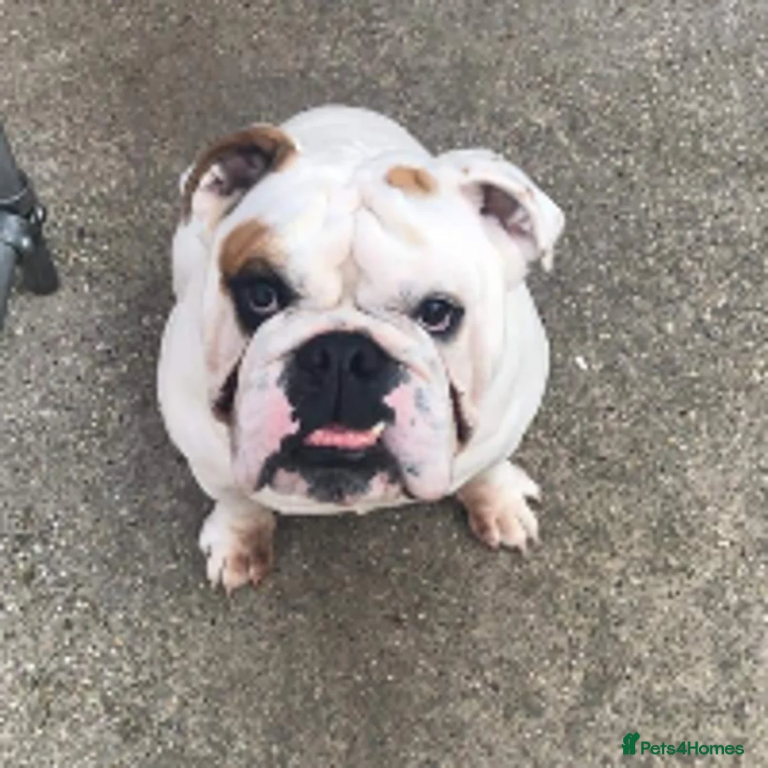 English Bulldog dogs for sale: 4 year old male english bulldog  - Advert 1