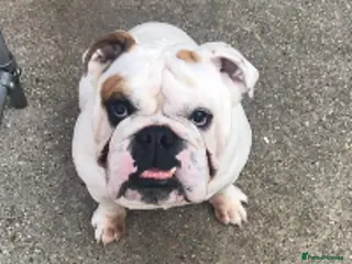 English Bulldog dogs 4 year old male english bulldog - Advert 6