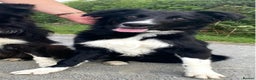 Border Collie dogs for sale: Max - Border Collie Male - Advert 1