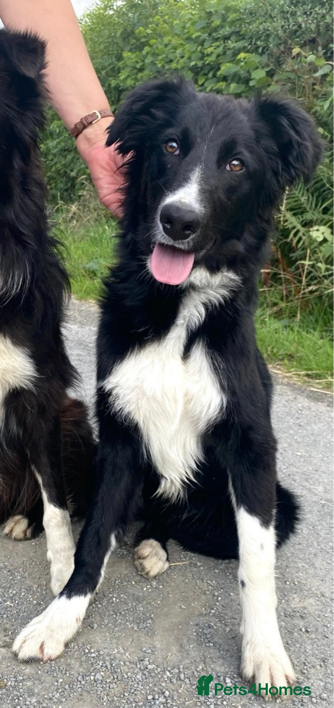 Border Collie dogs for sale: Max - Border Collie Male - Advert 1