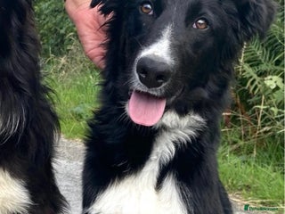 Border Collie dogs Max - Border Collie Male - Advert 13