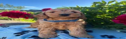 Cockapoo dogs for sale: Stunning cockapoo puppies  - Advert 10