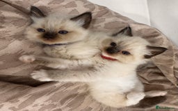 Ragdoll cats for sale: Purebred Ragdoll Kittens (TICA REG PARENTS) - Image 3