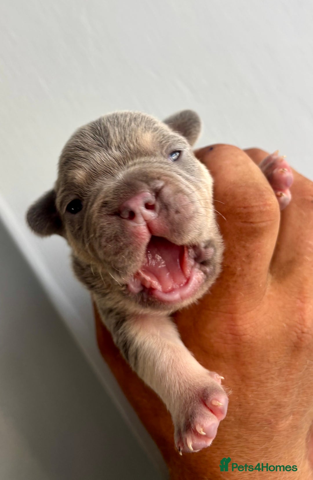 French Bulldog dogs for sale: ONE FEMALE LEFT -gorgeous grey French Bulldogs - Image 3