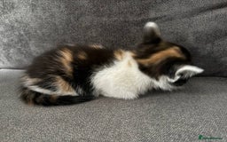 American Shorthair cats for sale: Smart stunning mixed colour kittens  - Image 25