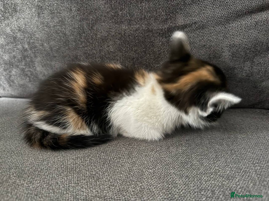 American Shorthair cats for sale: Smart stunning mixed colour kittens  - Image 25