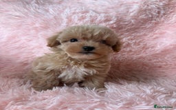 Maltipoo dogs for sale: Tiny Asian Maltipoo READY NOW !  - Image 7