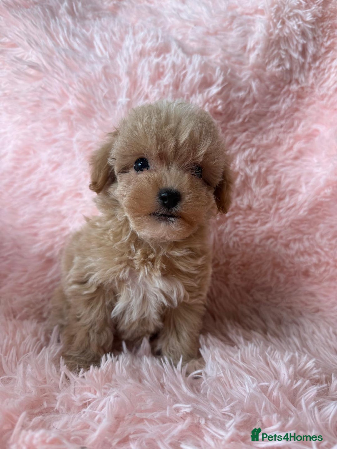 Maltipoo dogs for sale: Tiny Asian Maltipoo READY NOW !  - Image 7