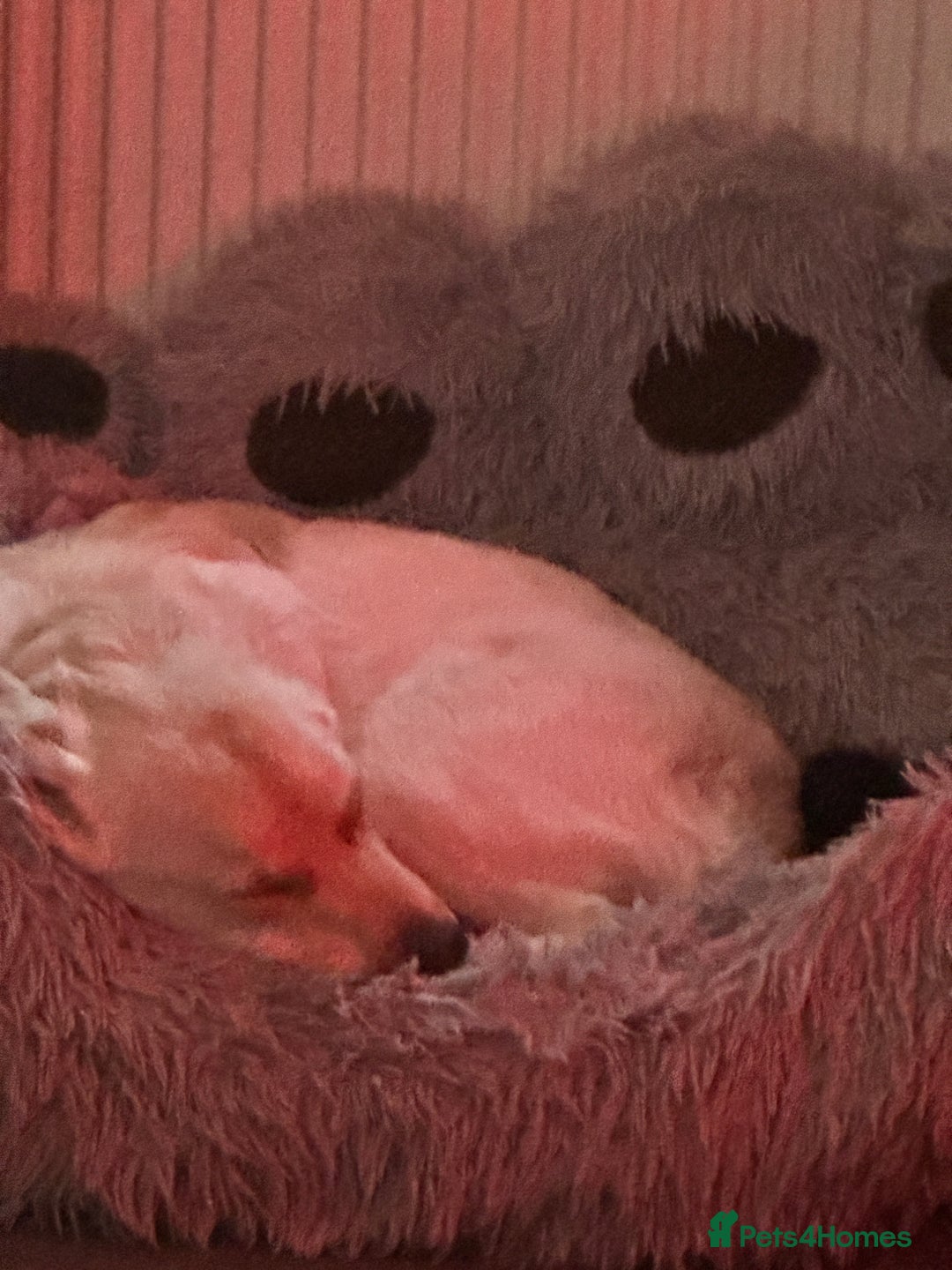 Goldador dogs for sale: Goldador- Rehoming due to illness - Advert 1