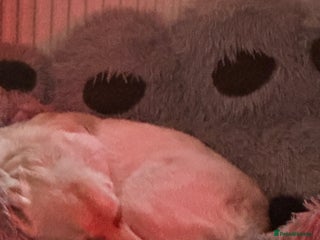 Goldador dogs Goldador- Rehoming due to illness - Advert 2