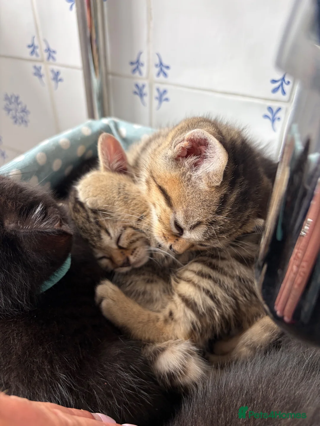 Mixed Breed cats for sale: Beautiful kittens  - Advert 2