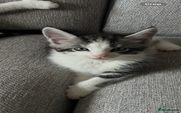 Maine Coon cats for sale: 3/4 mainecoon kittens polydactyl  - Image 17