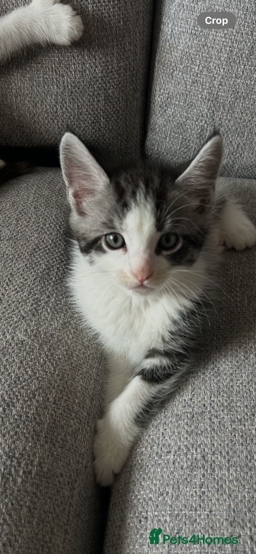 Maine Coon cats for sale: 3/4 mainecoon kittens polydactyl  - Image 17