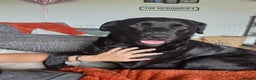Labrador Retriever dogs for sale: Gorgeous lab indi - Advert 4