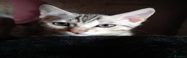 Bengal 3