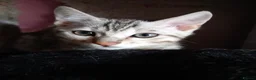 Bengal cats for sale: ✨Bengal Kittens Ready for Their Forever Homes✨ - Advert 30