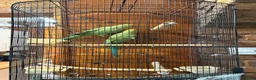 Ringnecks birds for sale: Indian ringneck  in London - Advert 3