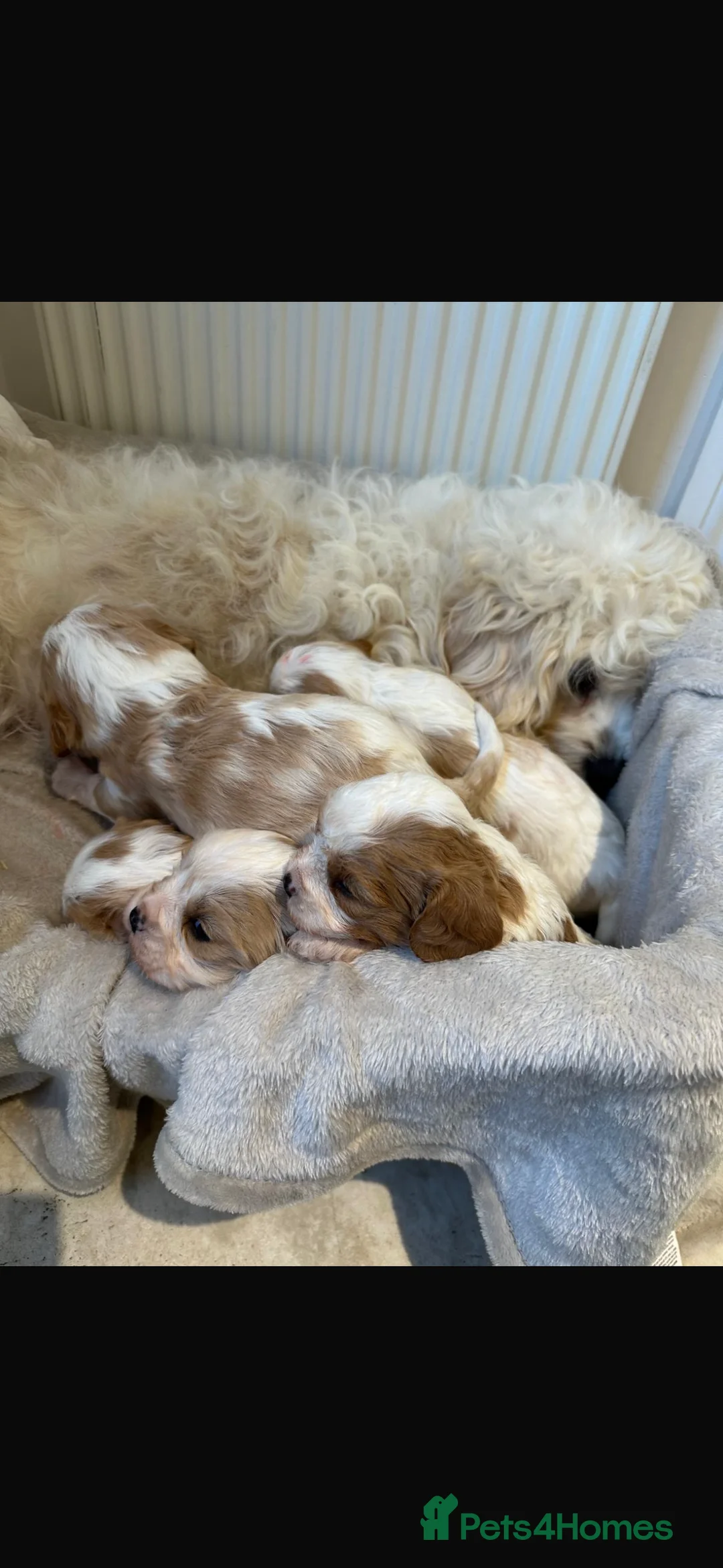 Cavachon dogs for sale: Stunning cavachon puppies - Advert 3