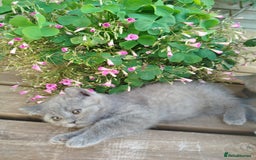 British Shorthair cats for sale: Beautiful kittens  - Image 6