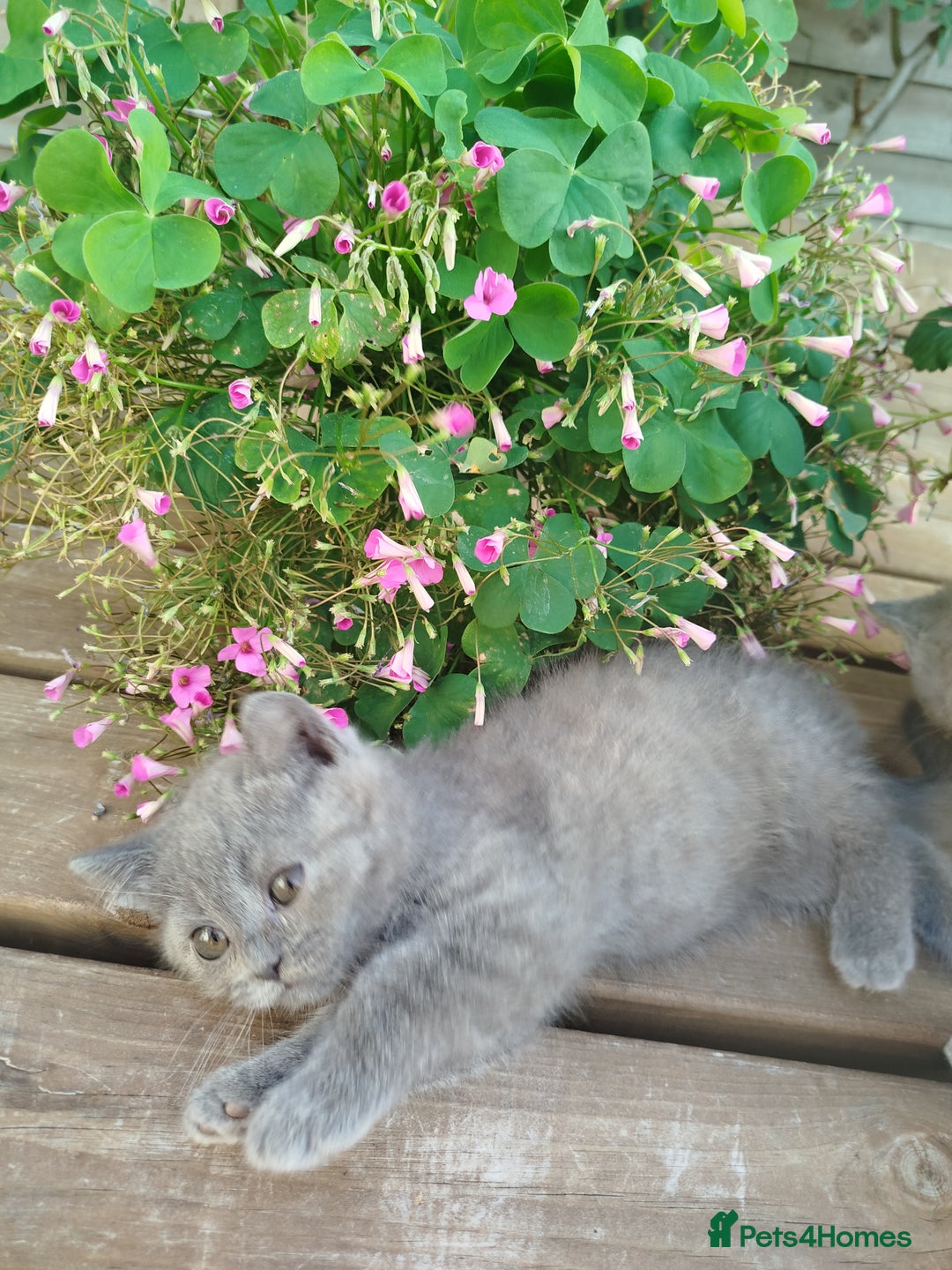 British Shorthair cats for sale: Beautiful kittens  - Image 6