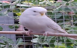 Budgerigars birds for sale: Young budgies, easily tamed - Image 6