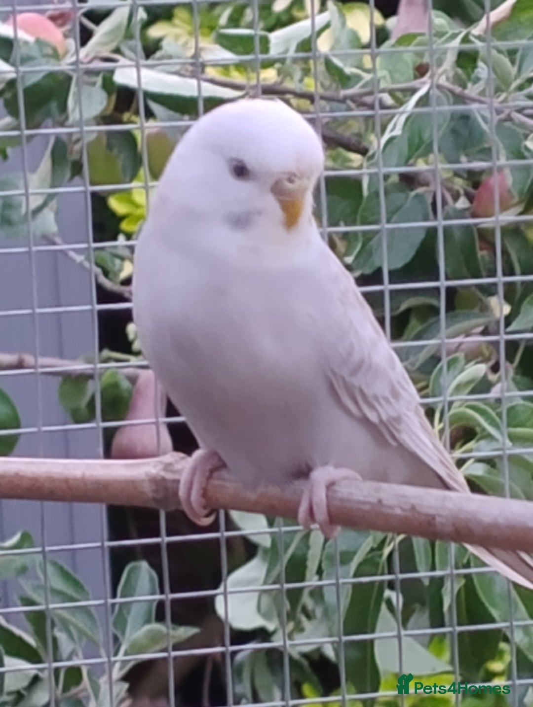 Budgerigars birds for sale: Young budgies, easily tamed - Image 6