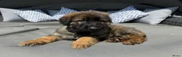 German Shepherd dogs for sale: 🐾 Beautiful kc German shepherd puppies🐾 - Advert 10