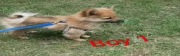Pomeranian dogs for sale:  1 boys - Advert 22