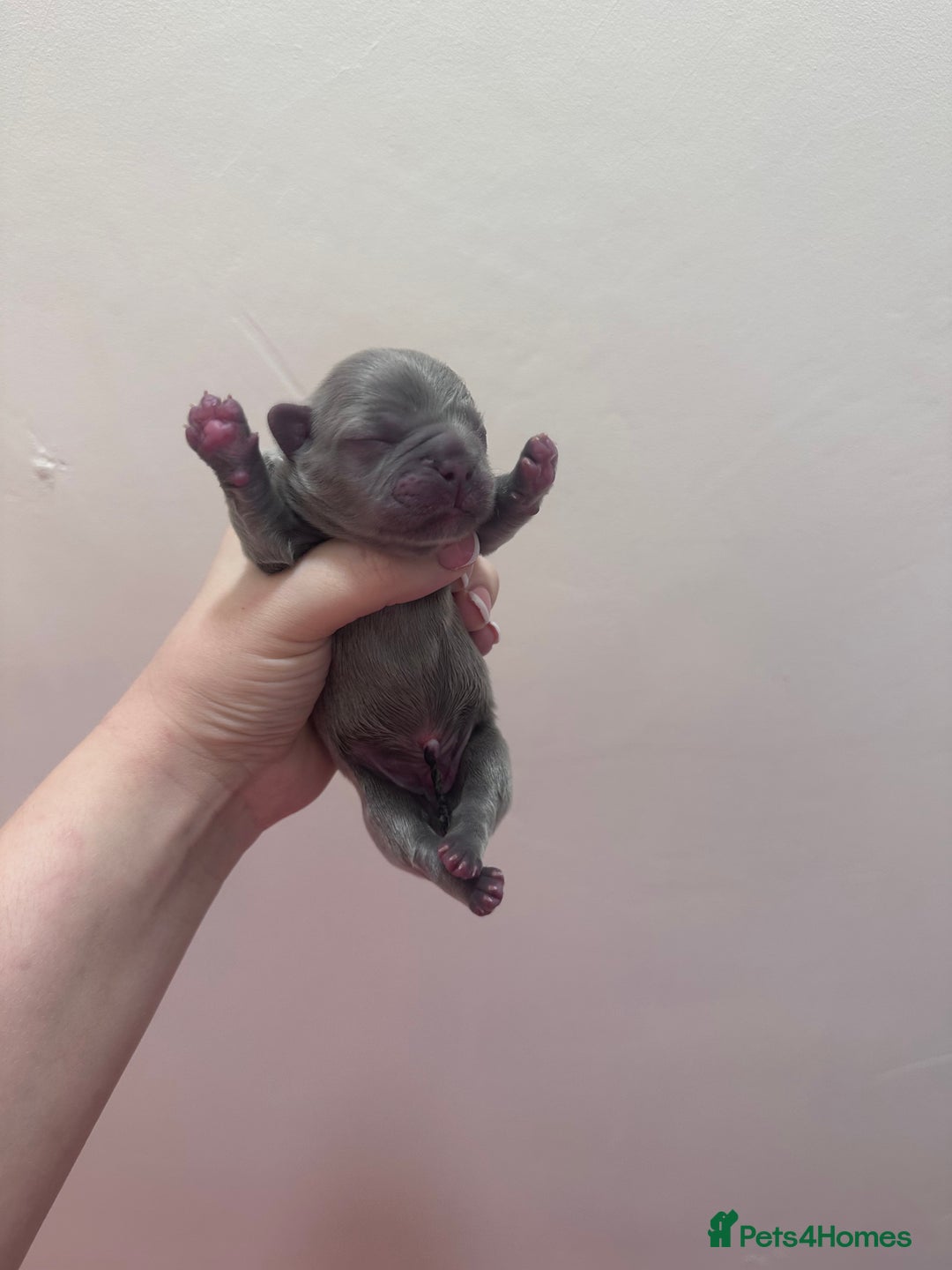 French Bulldog dogs for sale: Fluffy FrenchBulldogs - Image 4