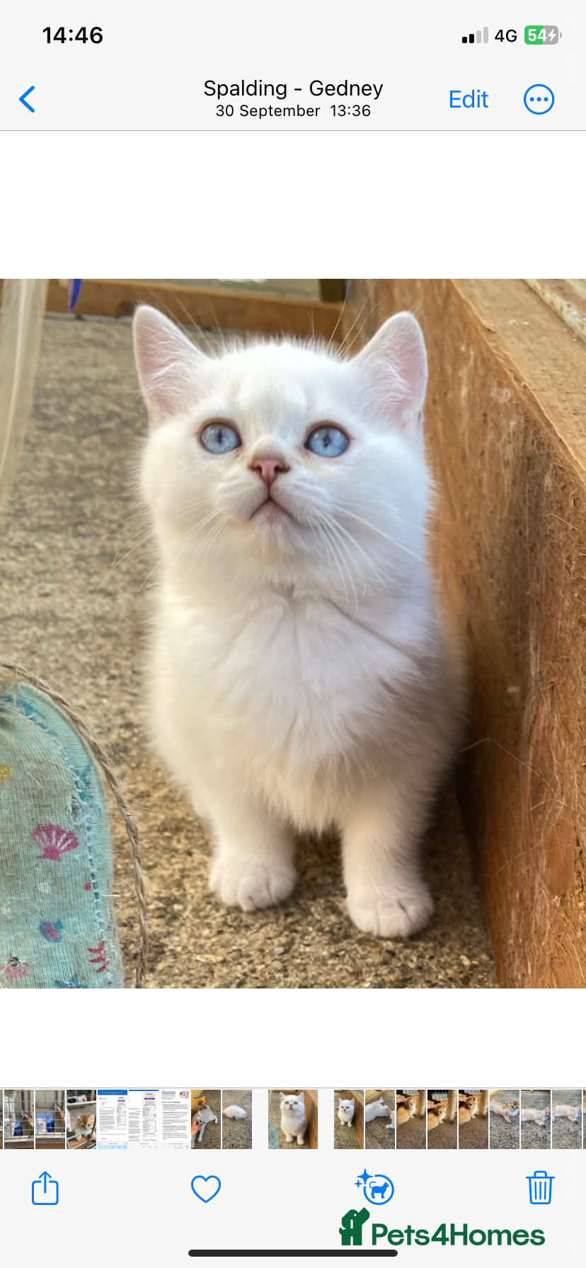 British Longhair cats Handsome Chinchilla x Golden Brown Boy left - Advert 2