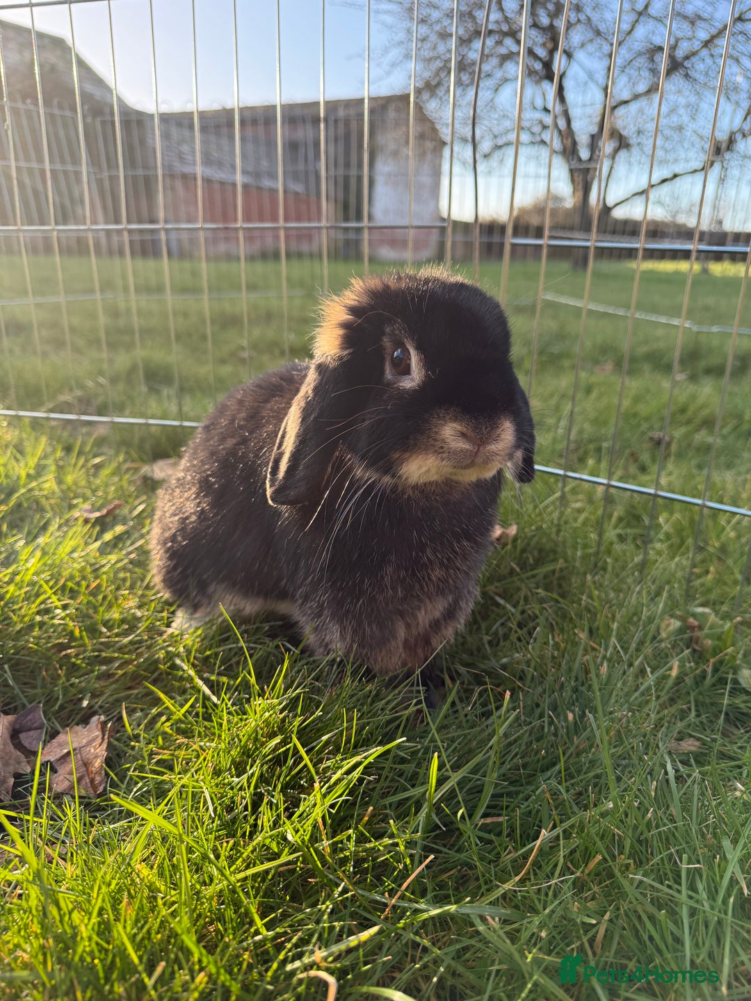 Mini Lop rabbits for sale: 🖤🩶🤎 Gorgeous Pure Bred Mini Lops 🖤🩶🤎 - Advert 19