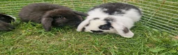Mini Lop rabbits for sale: Mini Lops Ready Now - Advert 10