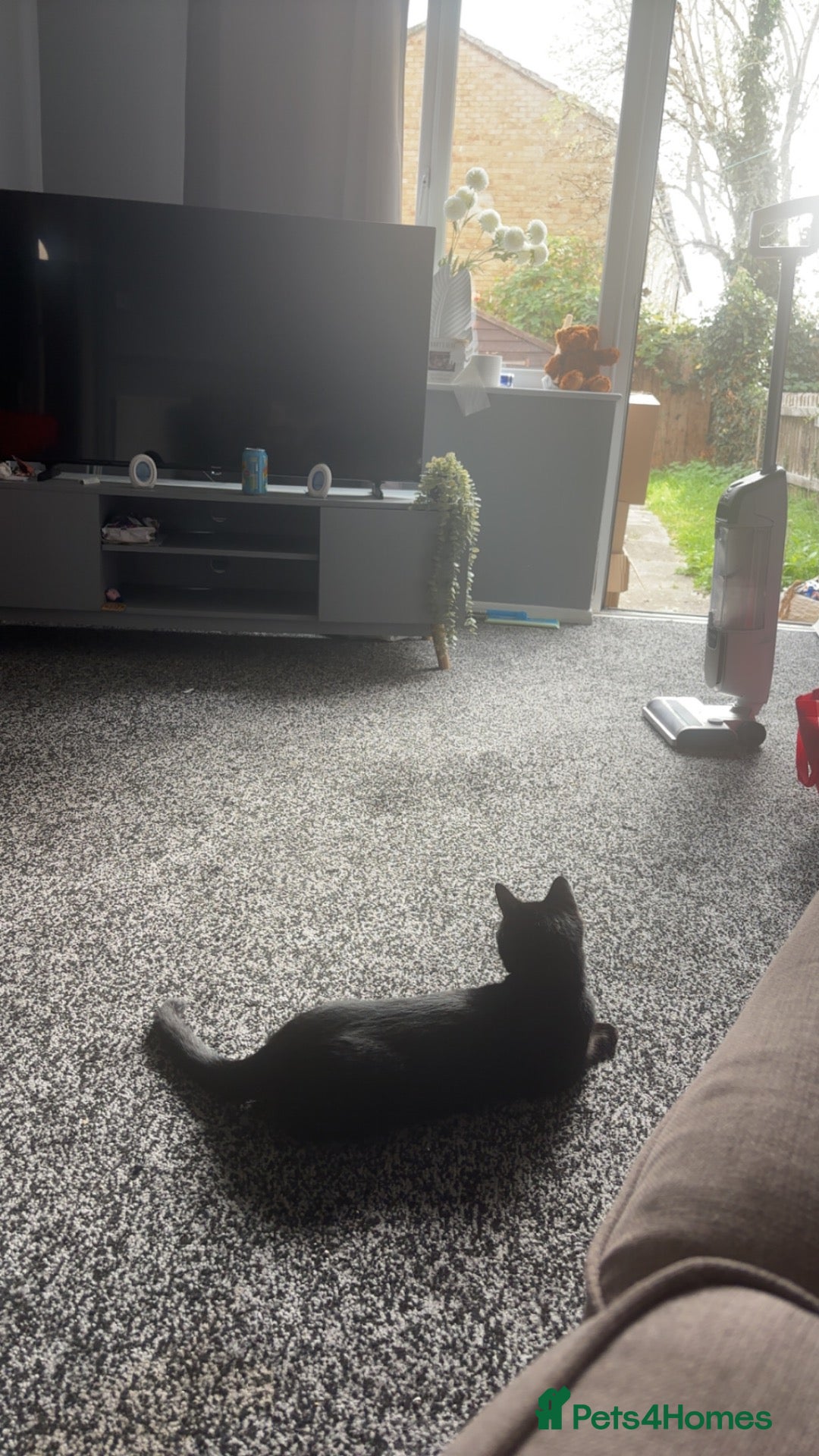 Domestic Shorthair cats 10 month old kitten  - Advert 1