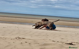 Presa Canario dogs for sale: 2 year old male presa - Image 4