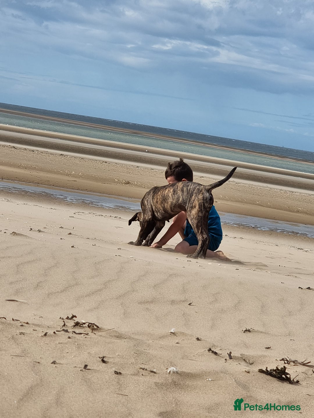 Presa Canario dogs for sale: 2 year old male presa - Image 4
