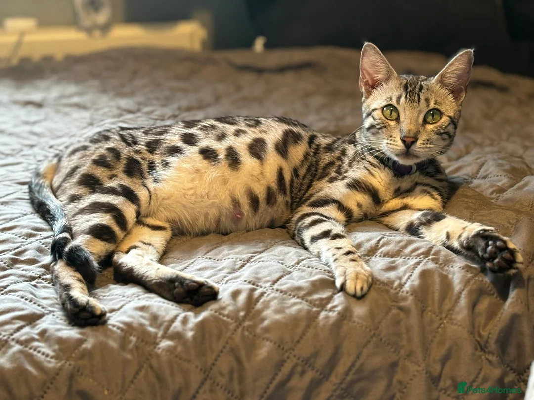 Bengal cats for sale: Charcoal Rosetta Bengal - Advert 9