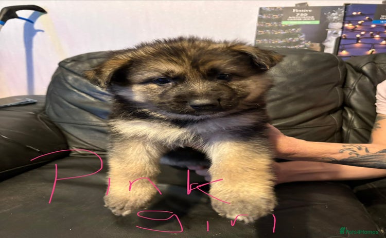 Mixed Breed dogs Beautiful German shepherd puppies for sale  - Advert 4