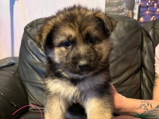 Mixed Breed dogs Beautiful German shepherd puppies for sale - Advert 5