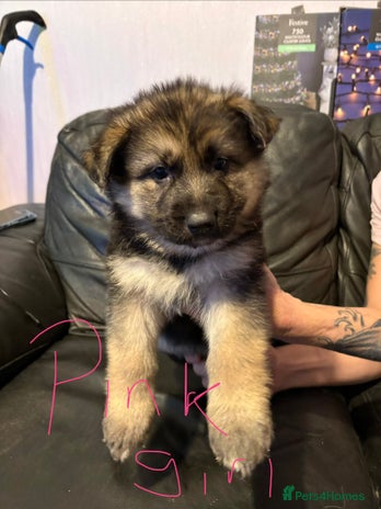 Mixed Breed dogs Beautiful German shepherd puppies for sale - Advert 4