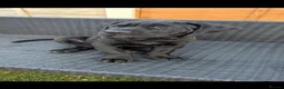 Presa Canario dogs for sale: STUNNING BLACK PRESA CANARIO PUPS  - Advert 6