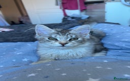 Maine Coon cats for sale: Female main coon  - Image 2